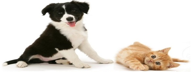 AAFA DOG AND CAT