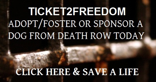 T2F